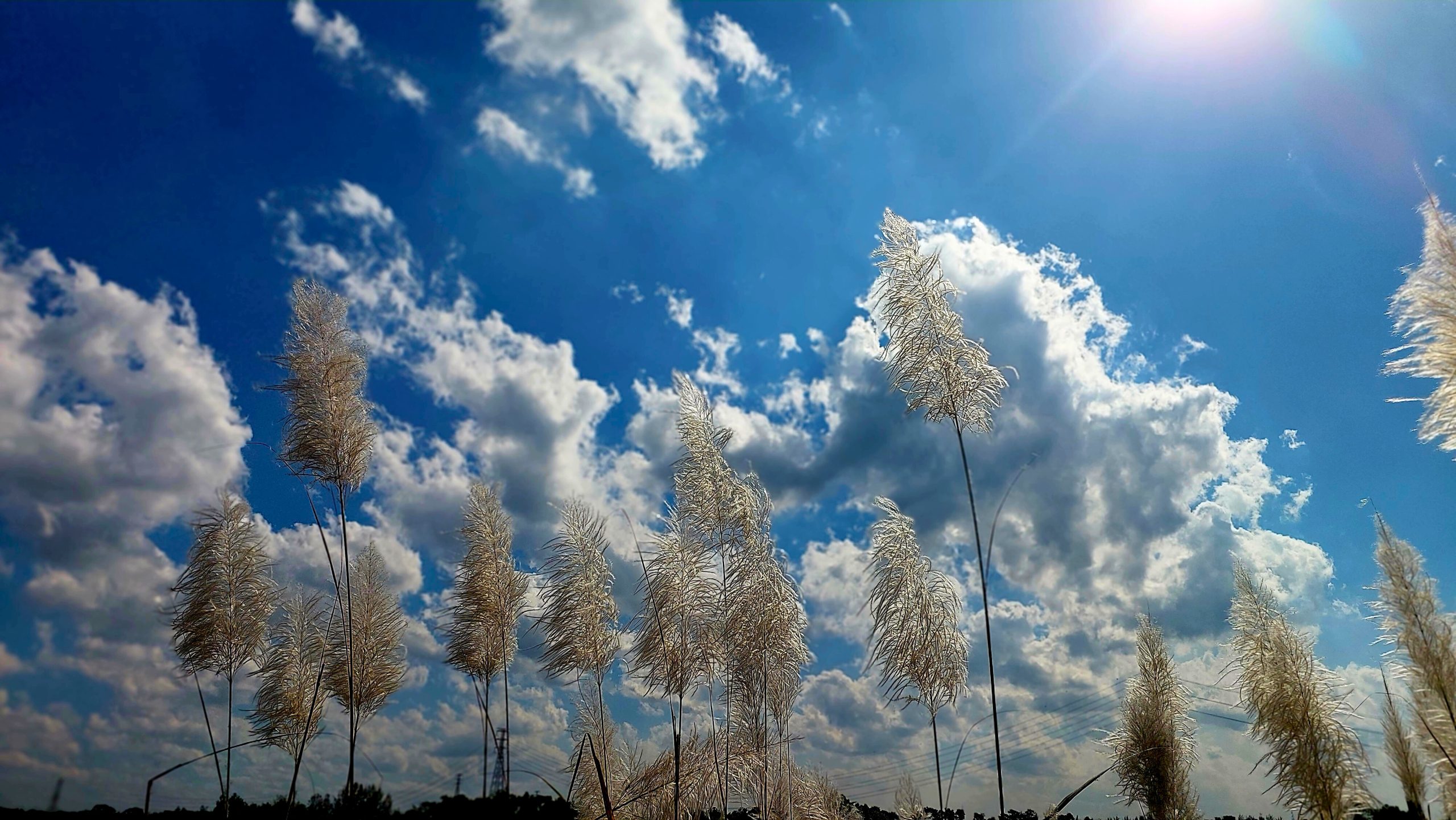 Whispers Beneath the Open Sky